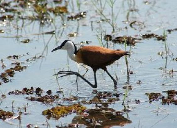 Afrikaanse jacana