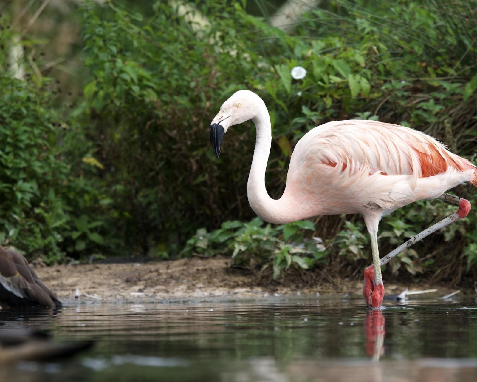 Grote flamingo