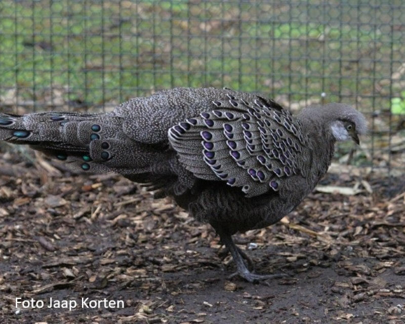 Chinquis pauwfazant haan