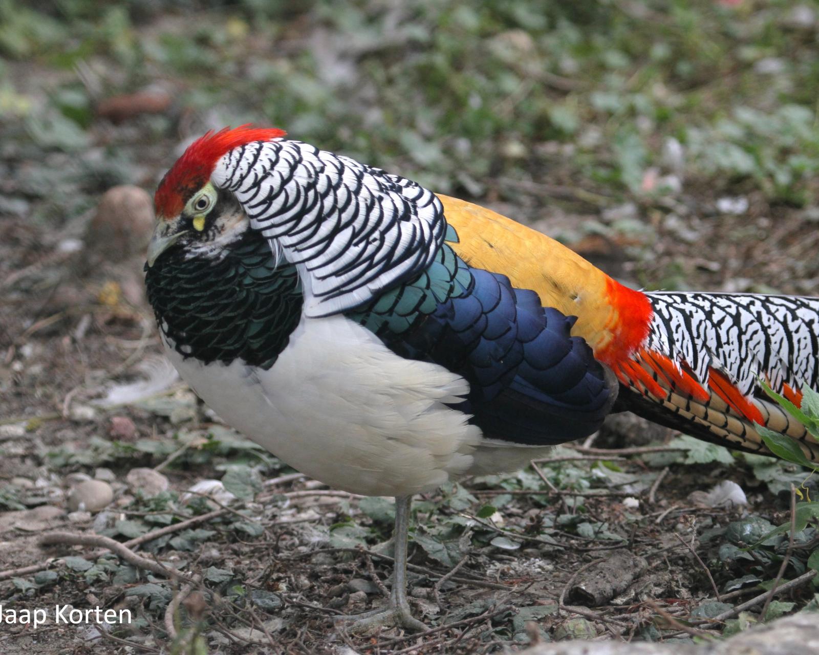 Lady Amherst fazant haan