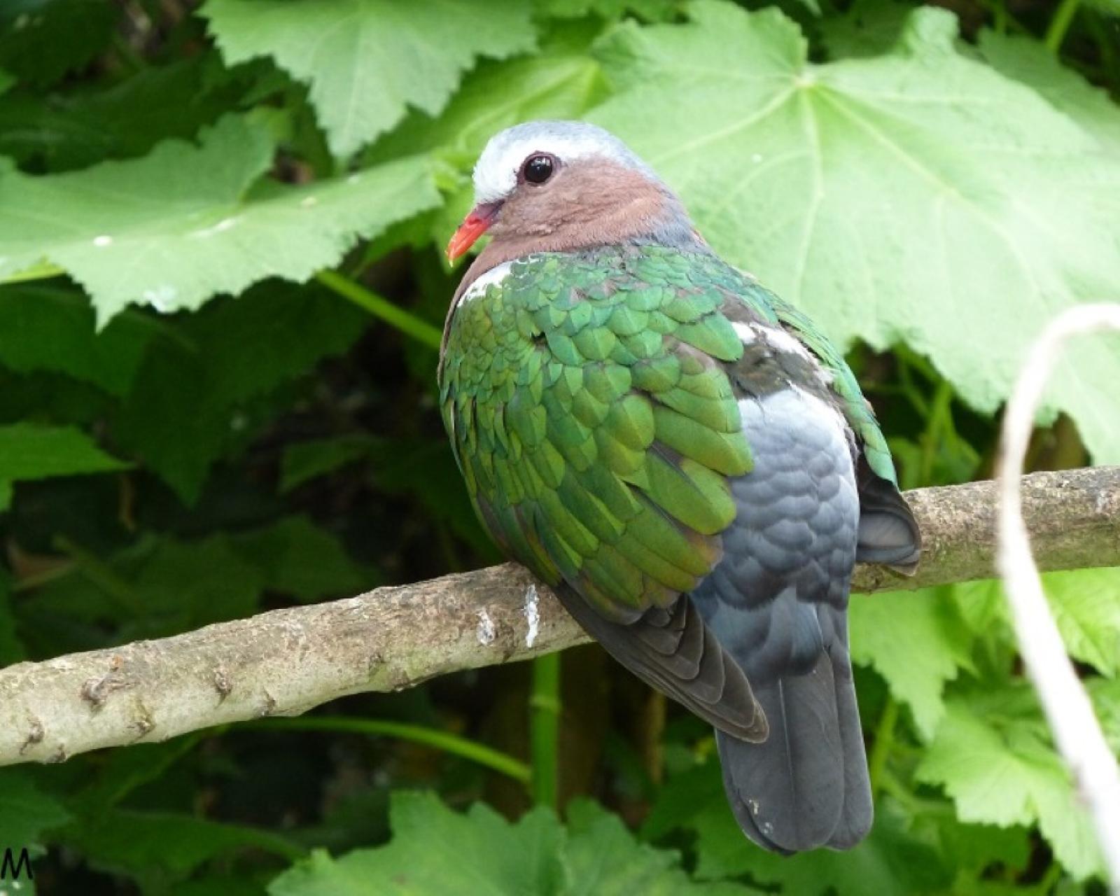 Indische groenvleugelduif