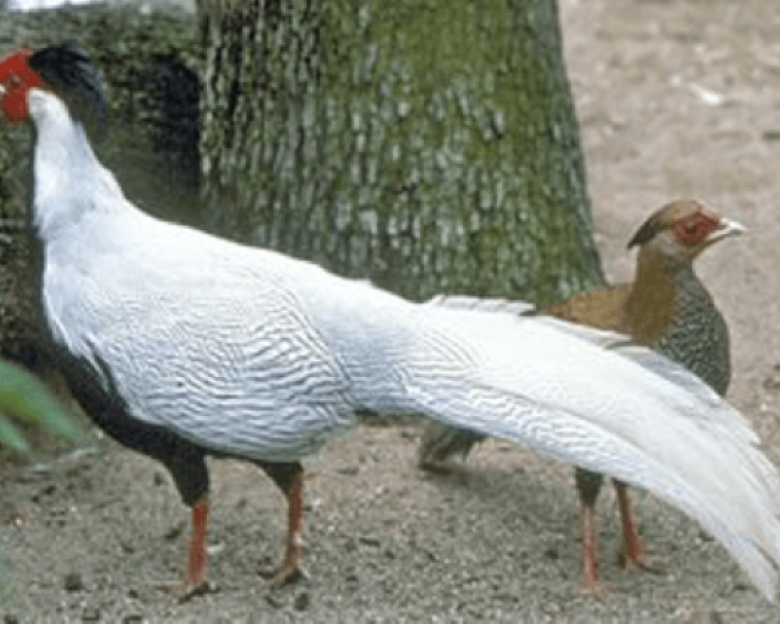 Zilverfazant-berlioz