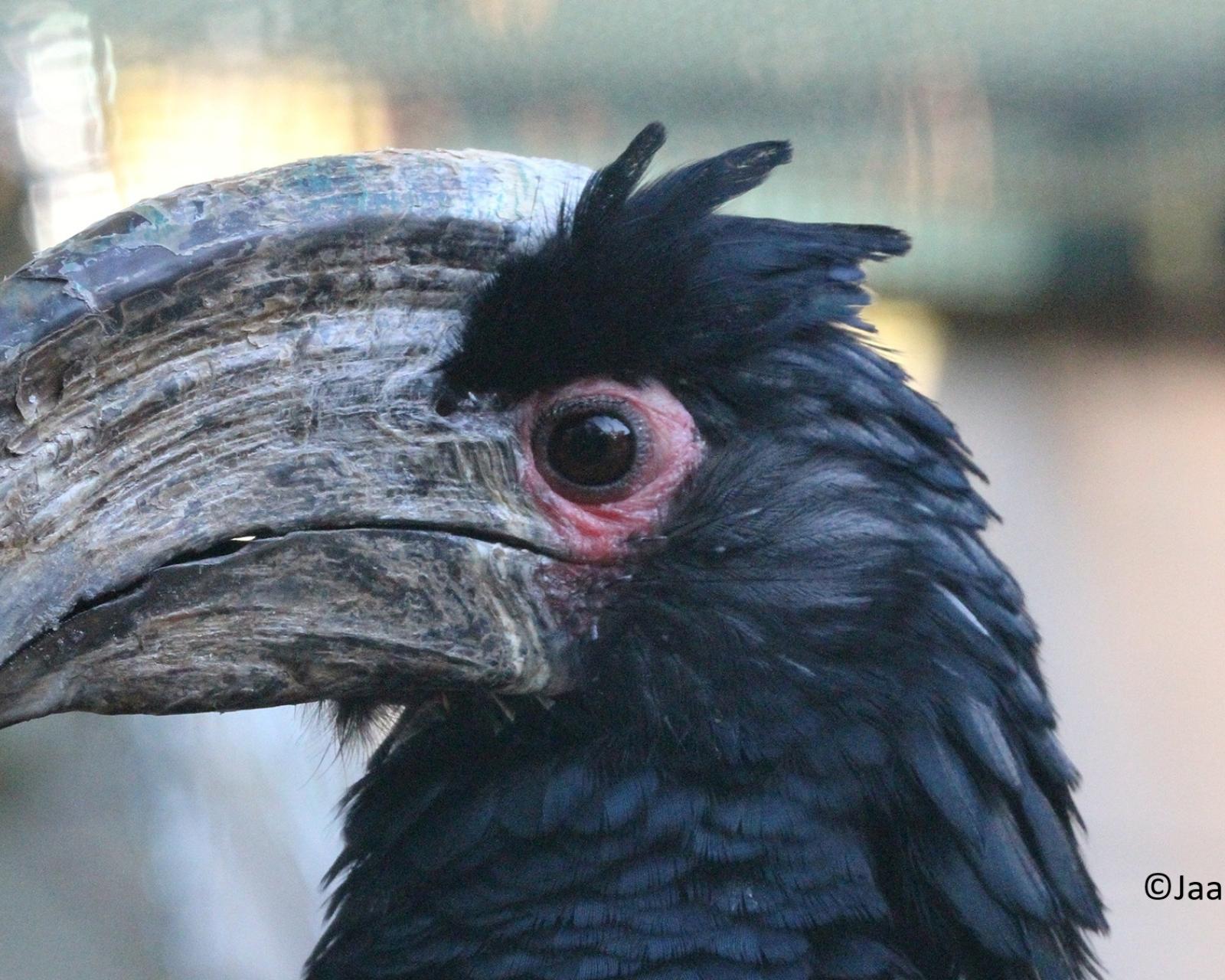 Trompetneushoornvogel man kopstudie