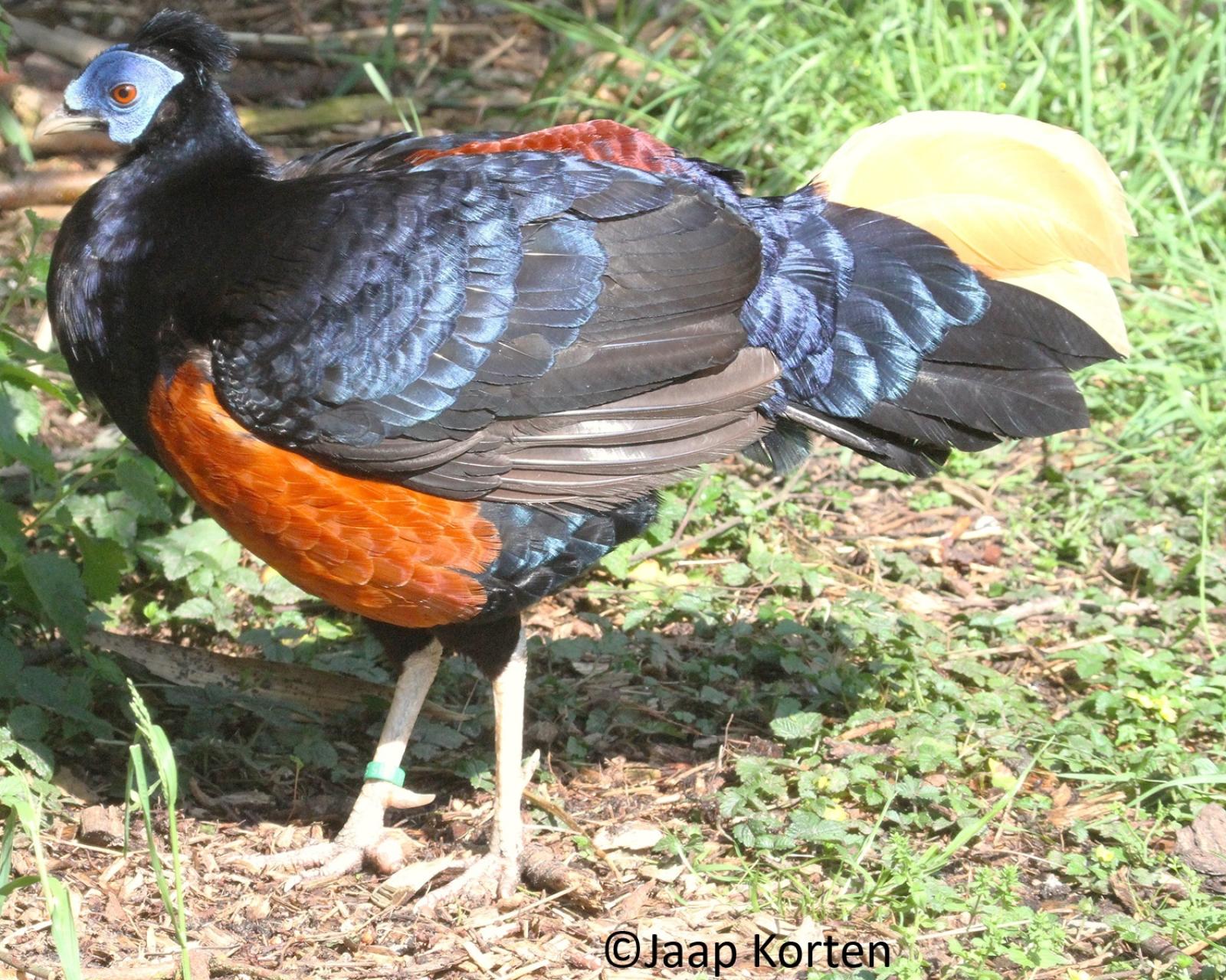 Grote Borneo vuurrugfazant