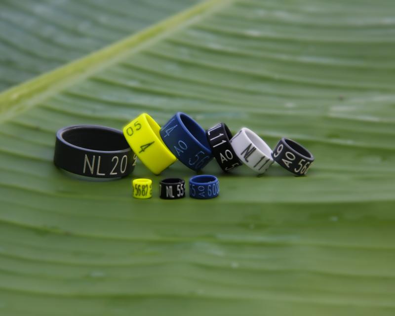 Aviornis ringendienst