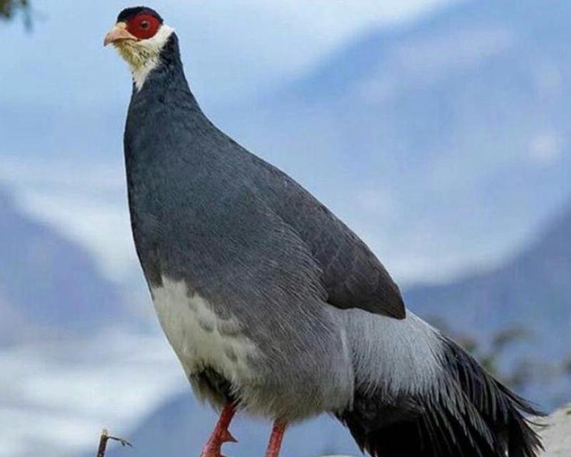 Tibetaanse oorfazant