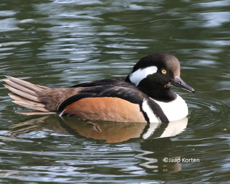 Kuifzaagbek woerd foto Jaap Korten