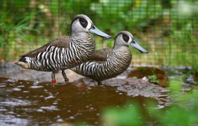 Pink-eared ducks, Roze-oor eenden