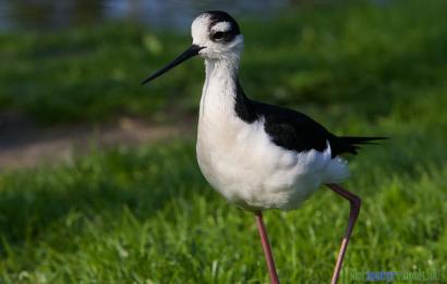 Mexicaanse steltkluut