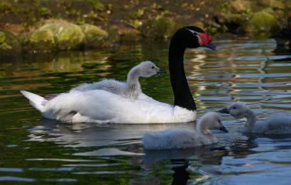 Zwarthalszwaan met kuikens