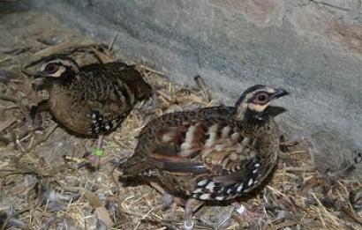 Bruinborst bospatrijs