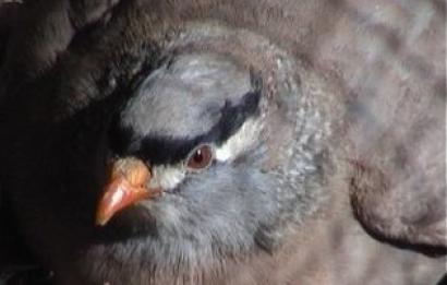 Perzische zandpatrijs