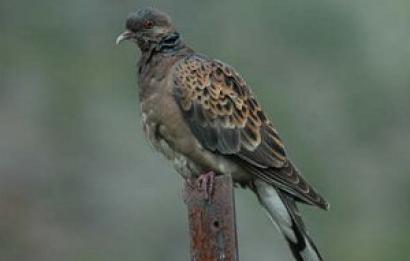 Oostersetortel (meena)