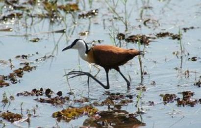 Afrikaanse jacana