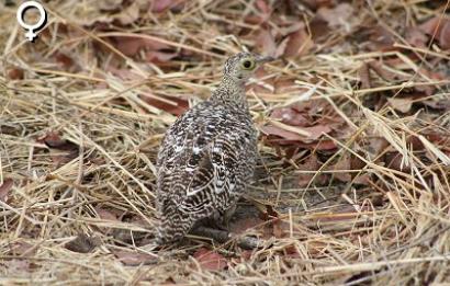 Dubbelbandzandhoen hen