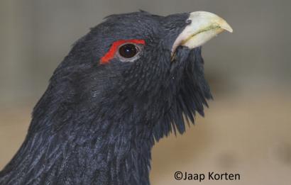 Auerhoen haan kopstudie