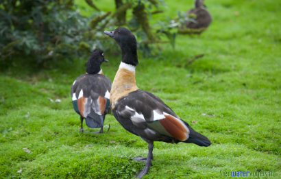 Australische casarca