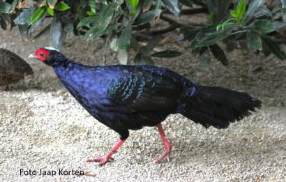 Edwards of Vietnam fazant haan