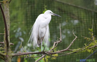 Kleine zilverreiger