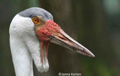 Lelkraanvogel kopstudie
