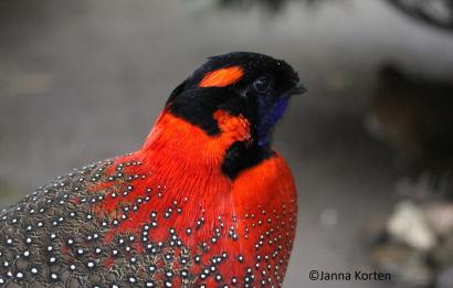 Satyrtragopaan haan kopstudie