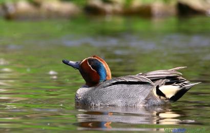 Wintertaling (europese)