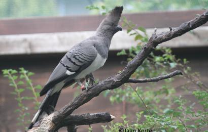  Naam Witbuik toerako