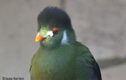 Witwang toerako kopstudie