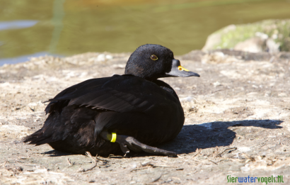 Zwarte Zee-eend