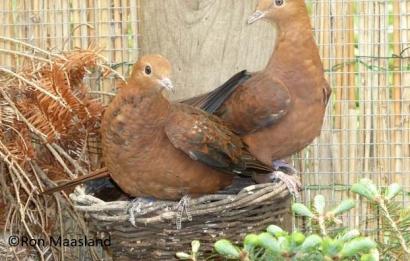 Indonesische koekoeksduif