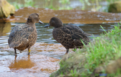 Nieuw Zeelandse bruine taling