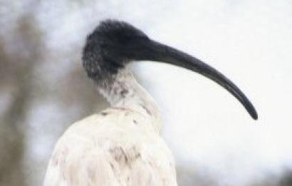 Australische witte ibis