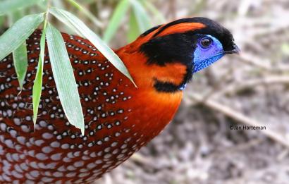 Tragopan temminckii