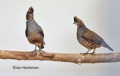 Blauwschubbenkwartel