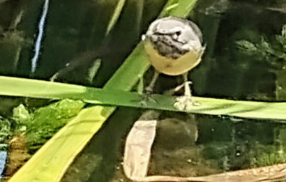 Grote gele kwikstaart
