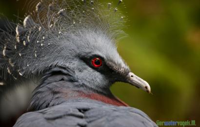 Gewone Victoria Kroonduif