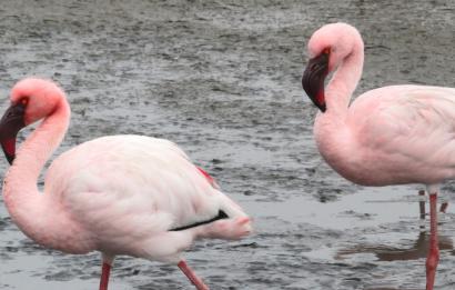 Kleine flamingo's