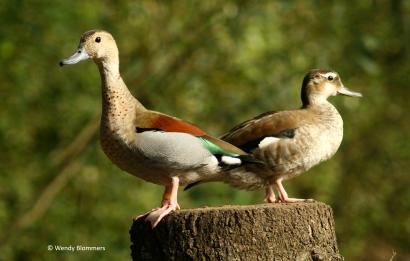 Koppel Roodschoudertalingen
