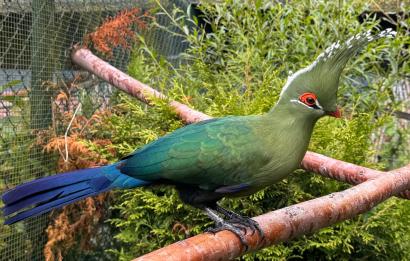 Livingstones toerako