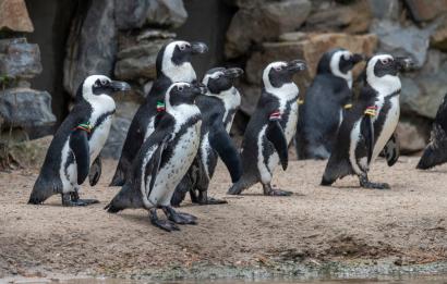 Zwartvoetpinguins
