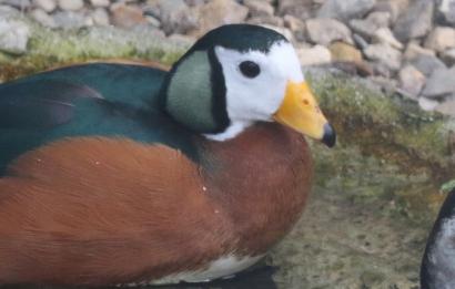 Afrikaanse pygmeegans foto Jaap Korten