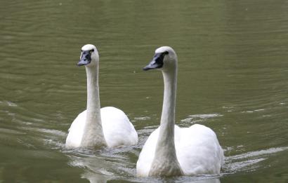 Fluitzwanen foto Jaap Korten