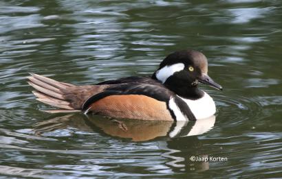 Kuifzaagbek woerd foto Jaap Korten