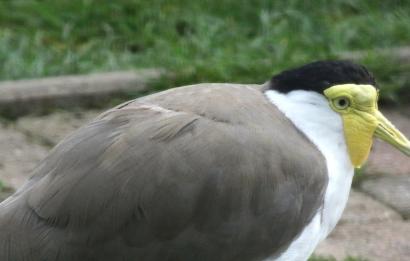 Maskerkievit foto Jaap Korten