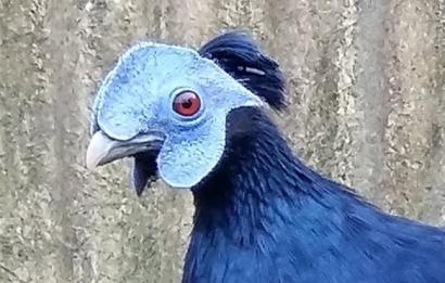 Kopstudie haan grote gekuifde Borneo vuurrugfazant