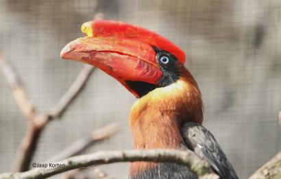 Rosse neushoornvogel
