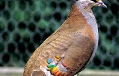 Sierlijke bronsvleugelduif