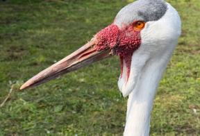 Siberische kraanvogel