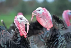 Vogelgriep kalkoenenbedrijf