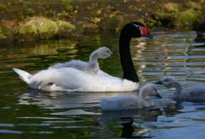 Zwarthalszwaan met kuikens